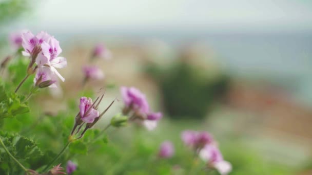 Bella estate di fiori. Primo piano. Macro . — Video Stock