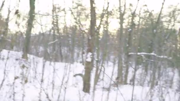 Un homme s'est perdu dans une forêt enneigée en hiver. Point de vue 