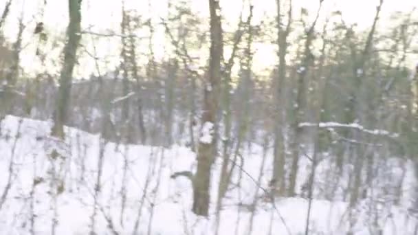 Un uomo si è perso in una foresta innevata in inverno. Luogo di nascita: — Video Stock