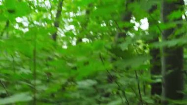 Orman turistinde kayboldum. Pov