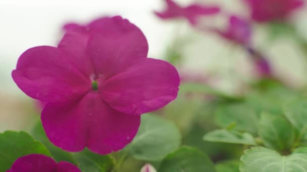 Beautiful flower summer. Close-up. Macro. — Stock Video