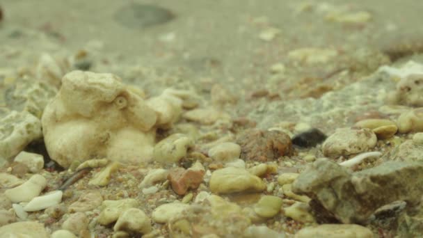 돌로 된 해변. 하사님 ! 하사님 !. 이집트. — 비디오