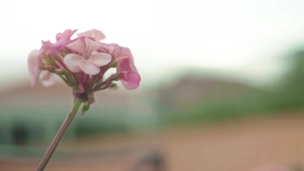 Hermosa flor de verano. Primer plano. Macro . — Vídeos de Stock