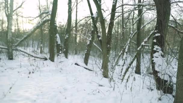 V zimě se v zasněženém lese ztratil muž. Pov — Stock video