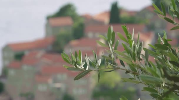 Domy s červenými kachlovými střechami. Architektura Sveti Stefana. Černá. — Stock video