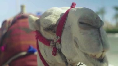 Deveye yakın çekim. Mısır. Sharm-el-Sheikh