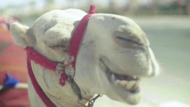 Deveye yakın çekim. Mısır. Sharm-el-Sheikh