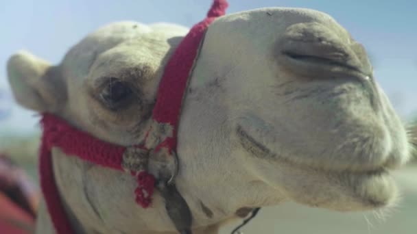 Zbliżenie wielbłąda. Egipt. Szarm-el-szejk — Wideo stockowe