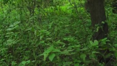 Orman turistinde kayboldum. Pov