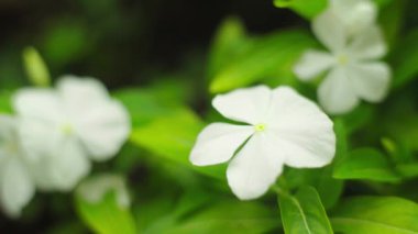 Güzel bir çiçek yazı. Yakın plan. Makro.