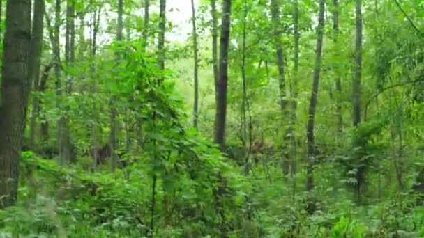 Pierdut în pădure turist pădure. POV — Videoclip de stoc