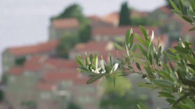Kırmızı kiremitli çatıları olan evler. Sveti Stefan 'ın mimarisi. Karadağ.
