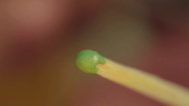 Ein Streichholz wird angezündet. Nahaufnahme. Makro. Zeitlupe — Stockvideo