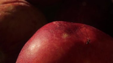 Meyveli karınca. Yakın plan. Makro