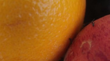 Meyveli karınca. Yakın plan. Makro