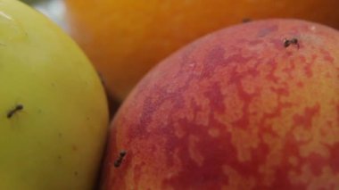 Meyveli karınca. Yakın plan. Makro