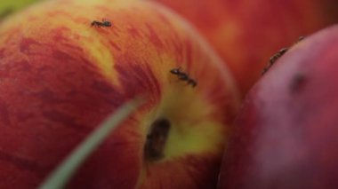 Meyveli karınca. Yakın plan. Makro