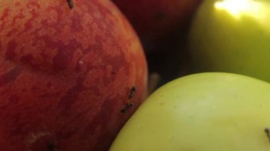 Meyveli karınca. Yakın plan. Makro