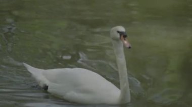 Gölde beyaz kuğu. Yakın plan..