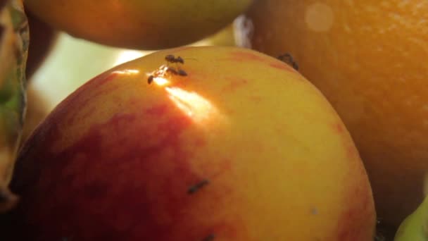 蚂蚁在水果上。 8.特写。 大佬 — 图库视频影像