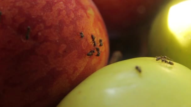 Fourmis sur les fruits. Gros plan. Macro — Video