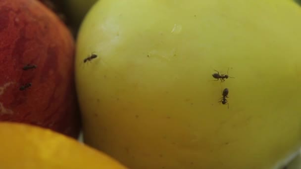 Ants on fruit. Close-up. Macro — Stock Video