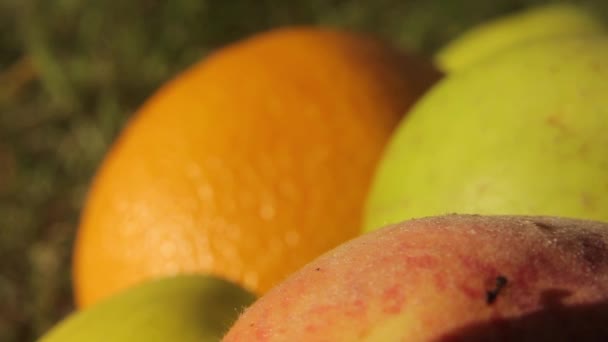 Fourmis sur les fruits. Gros plan. Macro 