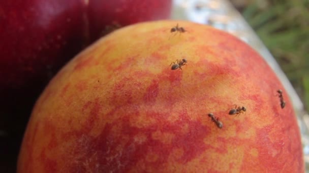 Μυρμήγκια στα φρούτα. Κοντινό πλάνο. Μακρό — Αρχείο Βίντεο