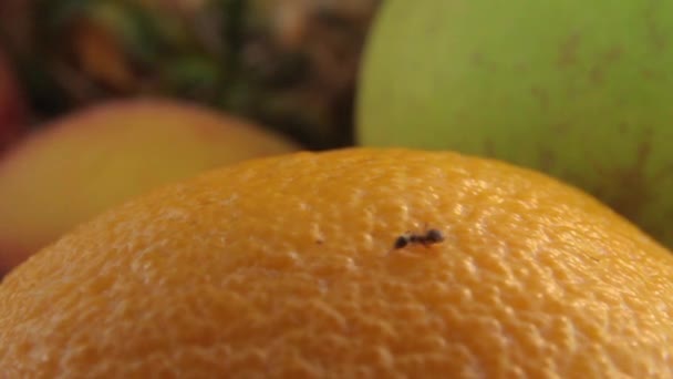 Fourmis sur les fruits. Gros plan. Macro — Video