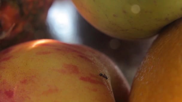 Fourmis sur les fruits. Gros plan. Macro — Video