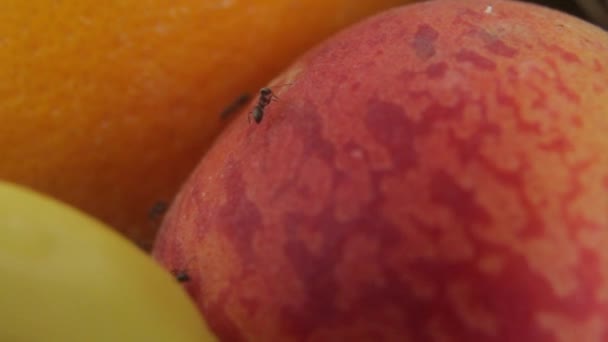 Fourmis sur les fruits. Gros plan. Macro — Video