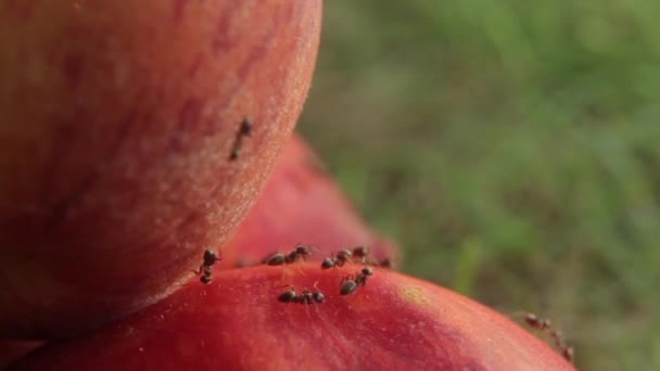 蚂蚁在水果上。 8.特写。 大佬 — 图库视频影像