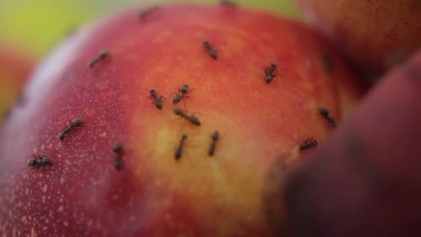 Fourmis sur les fruits. Gros plan. Macro — Video