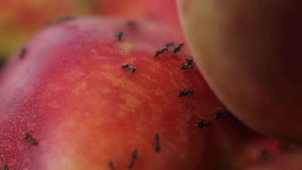 Ants on fruit. Close-up. Macro — Stock Video