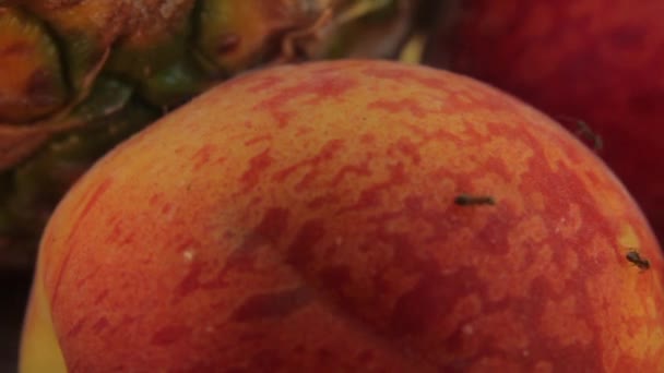 Fourmis sur les fruits. Gros plan. Macro — Video