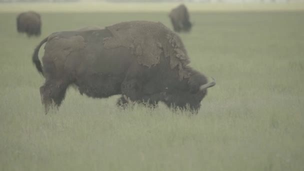 Bisonte en un campo en el pasto. Movimiento lento — Vídeo de stock