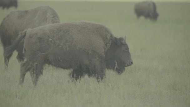 Bison på ett fält på betesmark. Långsamma rörelser — Stockvideo