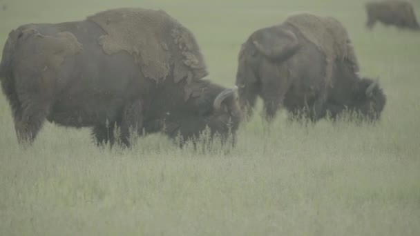 Bison dans un champ sur pâturage. Mouvement lent 