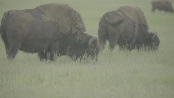 Bison in een weiland. Langzame beweging — Stockvideo