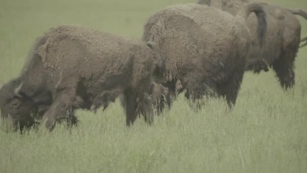 牧草地の畑でのバイソン。スローモーション — ストック動画