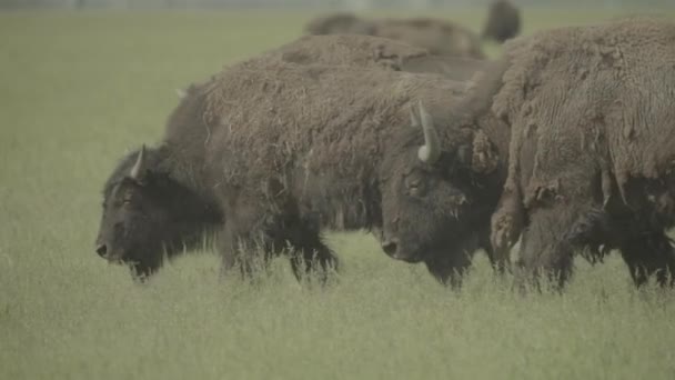 Bison på ett fält på betesmark. Långsamma rörelser — Stockvideo