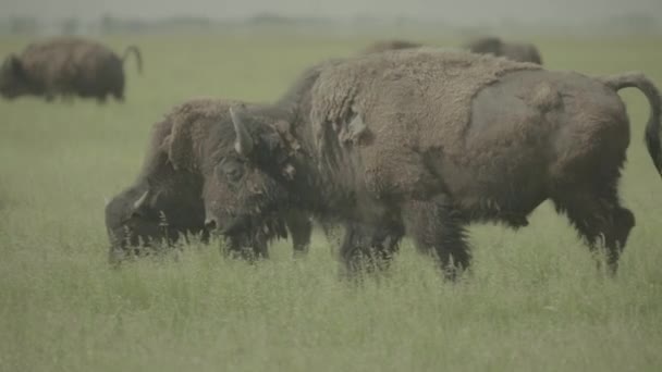 Bisonte en un campo en el pasto. Movimiento lento — Vídeos de Stock