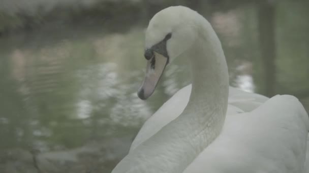 湖の上に白い白鳥。閉鎖. — ストック動画