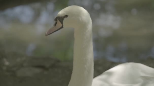 Cisne blanco en el lago. Primer plano . — Vídeo de stock