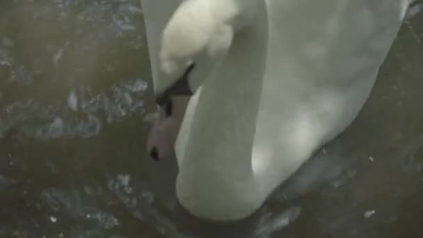 Белый лебедь на озере. Крупный план . — стоковое видео