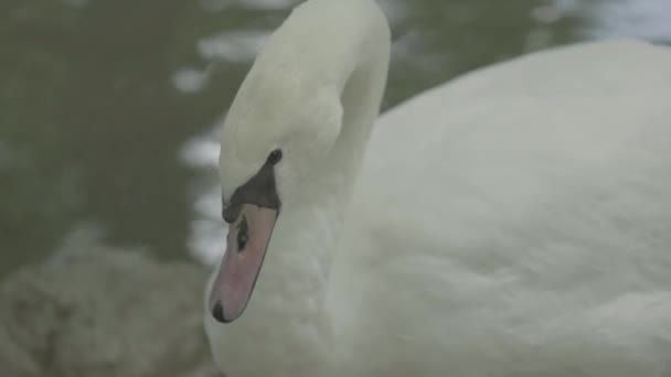 Cisne branco no lago. Close-up . — Vídeo de Stock