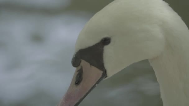 Cigno bianco sul lago. Primo piano . — Video Stock