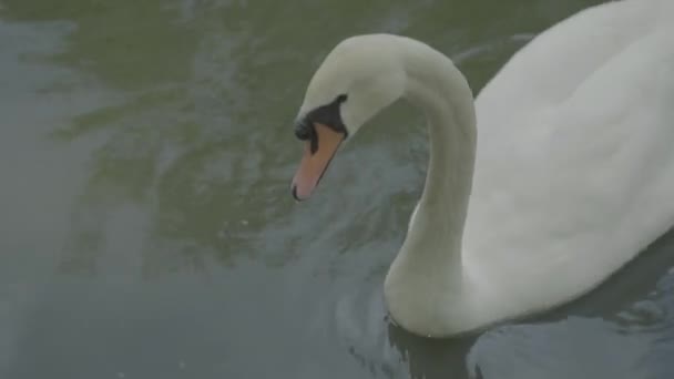 Cygne blanc sur le lac. Gros plan .