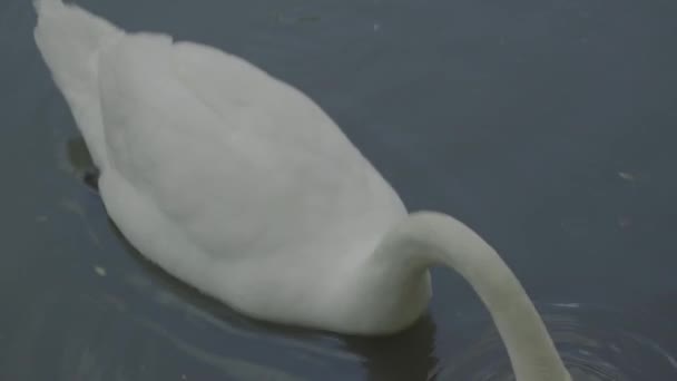 Cigno bianco sul lago. Primo piano . — Video Stock