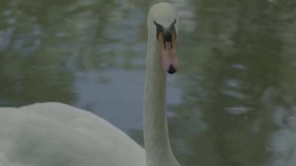 湖の上に白い白鳥。閉鎖. — ストック動画